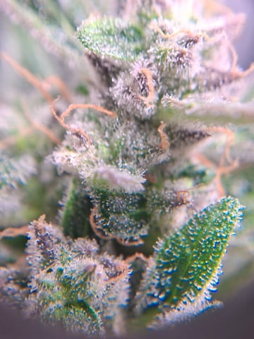 lil babies  — flower, day 55