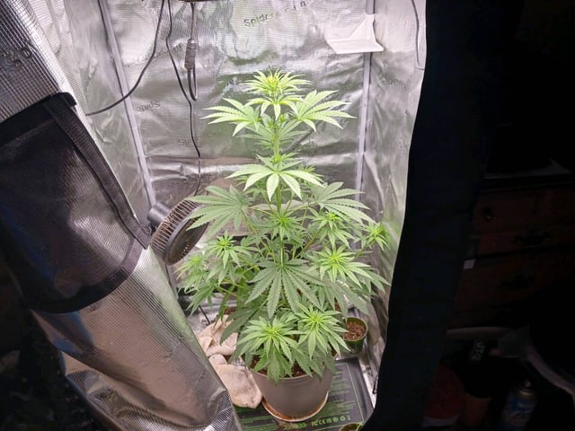 4th grow  — flower, day 164