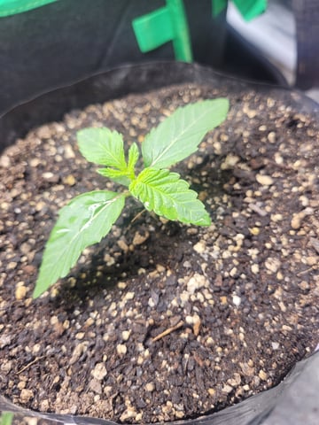 herbies free seed — seedling_rooting, day 6