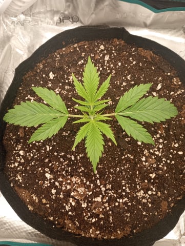 White Widow XXL Auto — vegetative, day 20