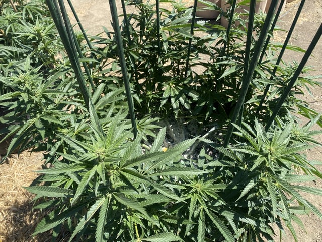 Solfire Gardens Grow — flower, day 112