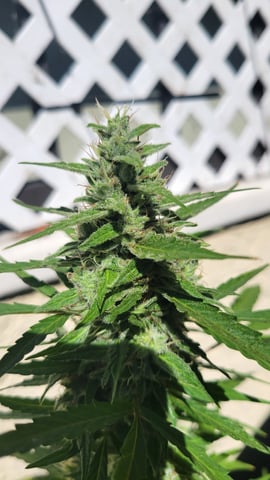 purple Kush, and Extra Large Kush