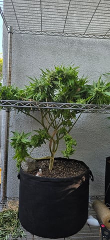 Mystery Weed Plant — flower, day 147