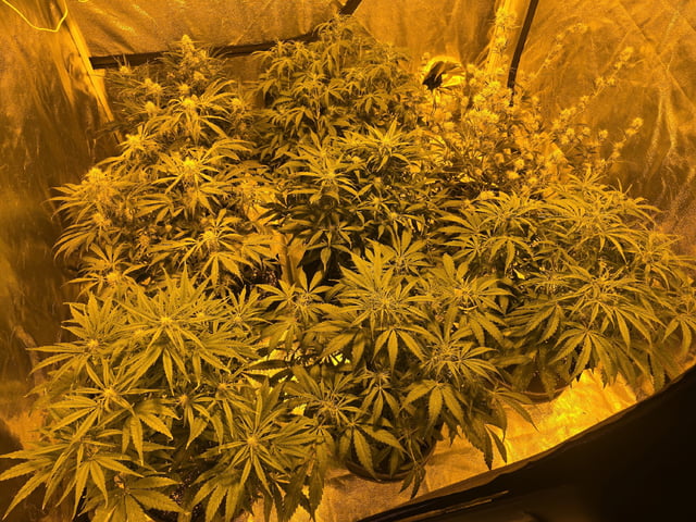 Autos AGAIN