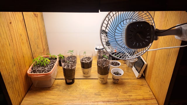 Yeti's Perpetual — seedling_rooting, day 1