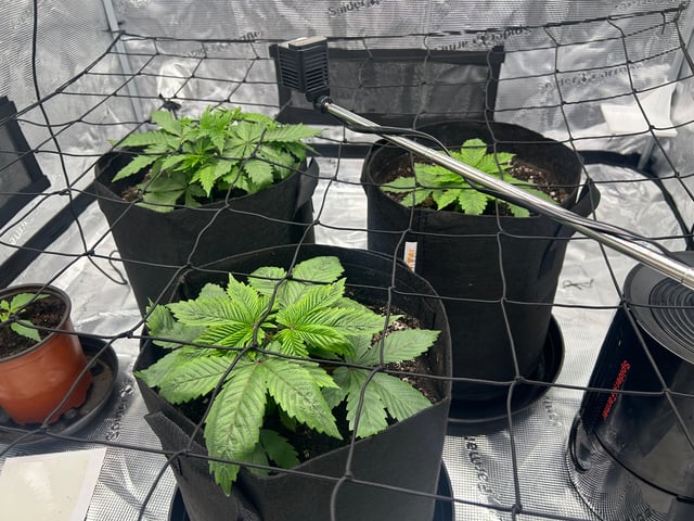 2025-26 harvest INDOOR — vegetative, day 59
