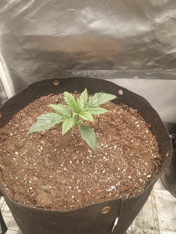 autoflower1 — vegetative, day 1