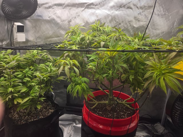 First Grow — vegetative, day 43