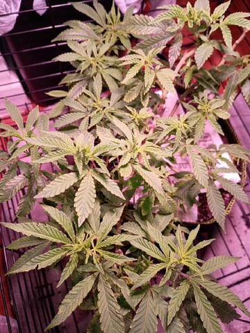 FKAFL — vegetative, day 47