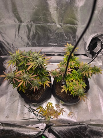 New grow — flower, day 58