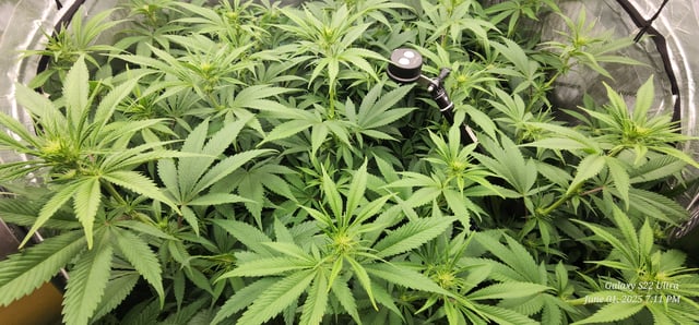 Foundational Legend — flower, day 138