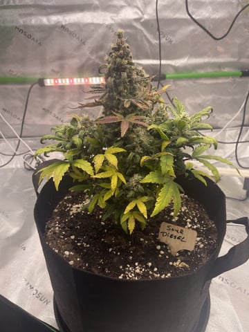 Phx_Freedom — flower, day 36