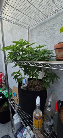 Mystery Weed Plant — vegetative, day 91