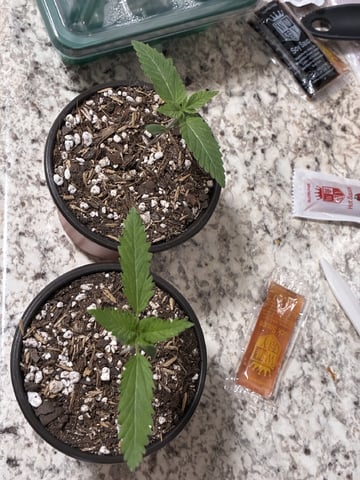 Pheno Hunt? — vegetative, day 28