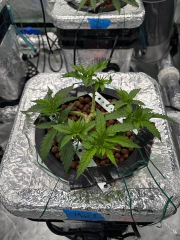 First Grow (Hydro) — vegetative, day 49