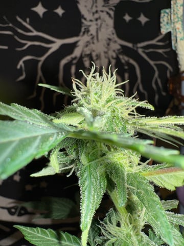 Quick One — flower, day 11