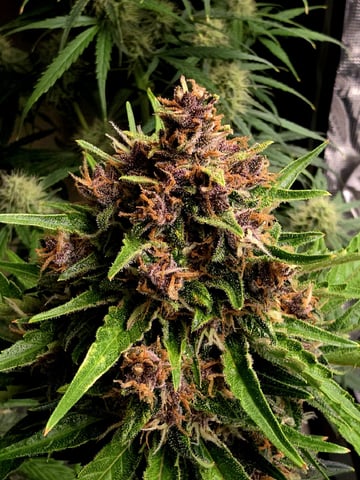 (4)autos  — flower, day 68