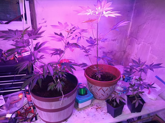 aurora auto — vegetative, day 69