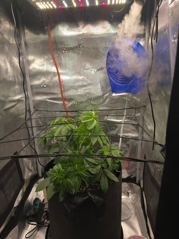 Northern lights #10 2nd plant (Selkies) — vegetative, day 31