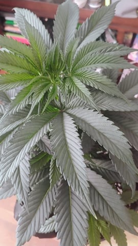 first grow  — vegetative, day 1