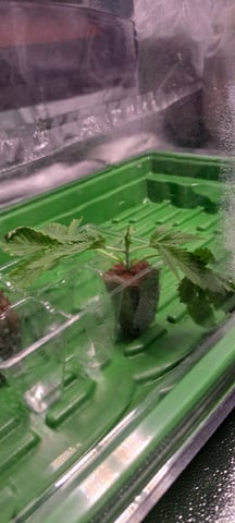 Hawaiian Haze  — vegetative, day 17