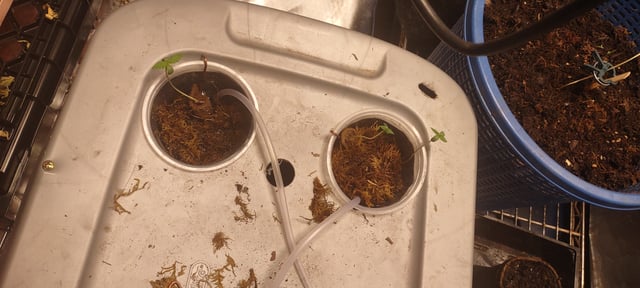 Sour 60, Sour Lowryder 2, Gorilla Glue, and MI5.from justcannbisseeds.com — grow_setup, day 1