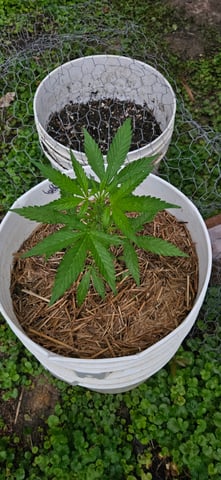 girl scout cookies (auto) — flower, day 36