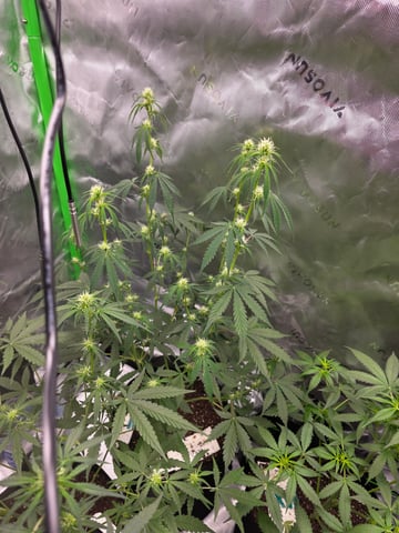 Auto RuntzxWreck — flower, day 20