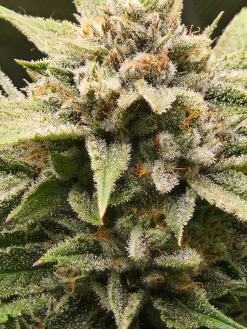 Fat Matt's 1st grow — flower, day 27