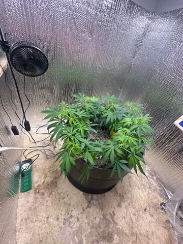 Gelly Mama and Sugar Tree — flower, day 162