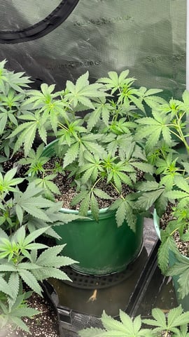 Rippleys OG Auto (Mephisto Genetics) 1st Attempt at Autos — vegetative, day 36