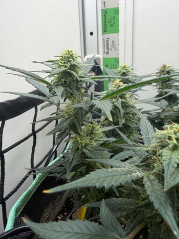 Indoor & Outdoor Grow 6 — flower, day 61