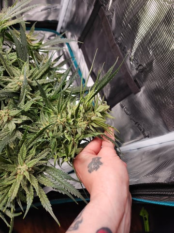 Autoflower grow. my first grow  — flower, day 64