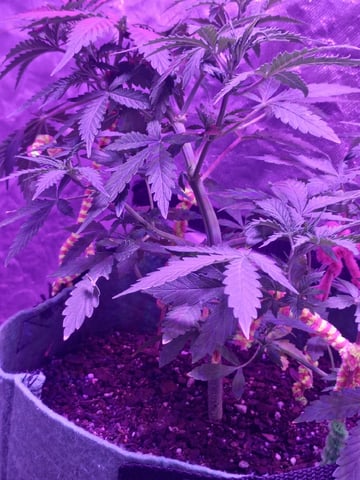 First autos  — vegetative, day 40