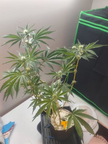 Mainely Genetics Micro Pheno Hunt — flower, day 61