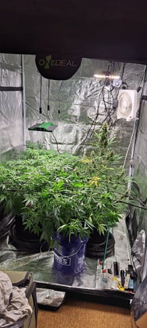 Hawaiian Haze  — flower, day 100