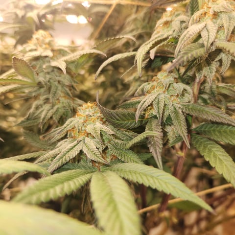 true genetics  — flower, day 38