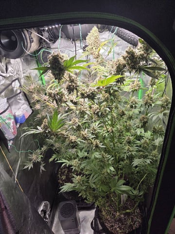 Special Kush#1 and Purple Queen Auto  — flower, day 135