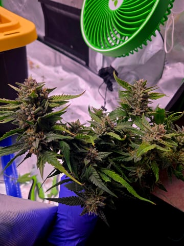 Fastbuds Autoflower Run — harvest, day 89