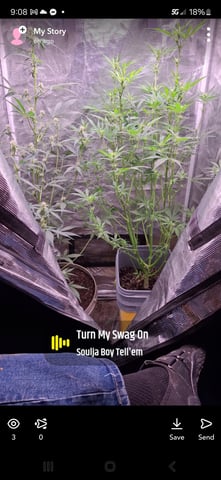 critical Mass  — flower, day 62