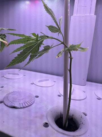 Banjo Clones — vegetative, day 36
