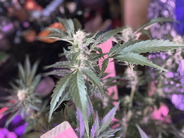 Ak-47 (Fast Verison) and pine Auto  — flower, day 82