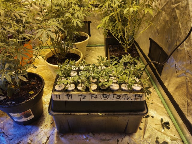 10 Mothers — vegetative, day 1