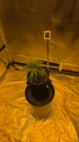 Chemdawg — grow_setup, day 1