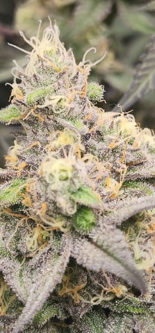 First clones (Dr nefario)  — flower, day 74