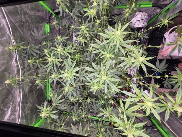 Funk Mountain 2 — flower, day 35