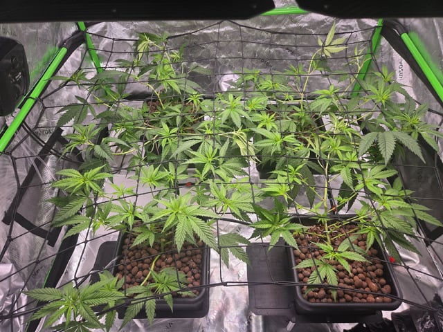 Funk Mountain 2 — flower, day 21