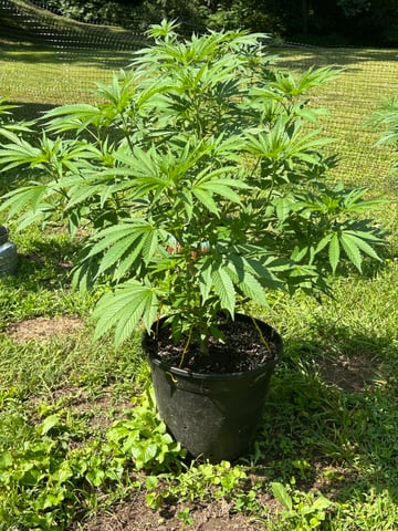 2026 Outdoor — vegetative, day 74