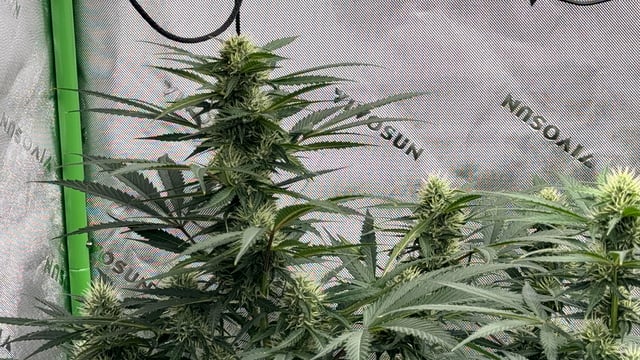 Banana Guava/ Mendo Cherry Cookies  — grow_setup, day 2