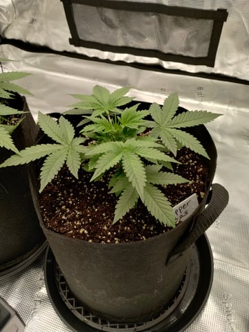 First grow — vegetative, day 28